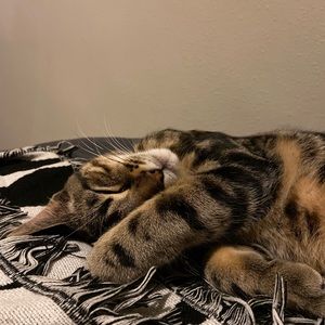 Meet your Posher, Lexi